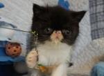 Magpie - Exotic Kitten For Sale - Bonita Springs&comma; FL&comma; US