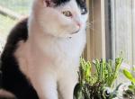 Chandler - Ragdoll Kitten For Sale - McAlester&comma; OK&comma; US