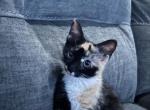 Mochi - Domestic Kitten For Adoption - New Milford&comma; CT&comma; US