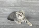 Rory of Elias Cattery - Scottish Fold Kitten For Sale - Wendell&comma; NC&comma; US