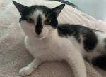 Oreo - Domestic Cat For Sale - Roanoke Rapid&comma; NC&comma; US