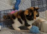 Spindalis - Exotic Kitten For Sale - Bonita Springs&comma; FL&comma; US