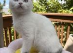 Goldie - Scottish Straight Kitten For Sale - 