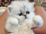 Female 1 - Exotic Kitten For Sale - Pitkin&comma; LA&comma; US