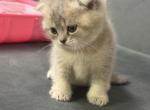 Cuties - Scottish Fold Kitten For Sale - Crystal Lake&comma; IL&comma; US