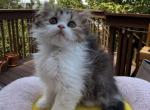 Biscuit - Scottish Straight Kitten For Sale - 