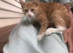 FREE ADORABLE KITTENS - Domestic Kitten For Sale - New Holland&comma; PA&comma; US