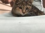 FREE ADORABLE KITTENS - Domestic Kitten For Sale - 