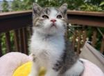 Casper - Scottish Straight Kitten For Sale - 