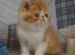 Bubulcus - Exotic Kitten For Sale - Bonita Springs&comma; FL&comma; US