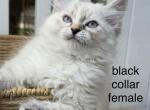 Moya and Odin - Siberian Kitten For Sale - Colorado Springs&comma; CO&comma; US