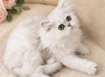 Sterling - Persian Kitten For Sale - 
