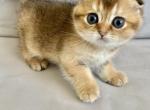 Scottish Fold Chinchilla Richard - Scottish Fold Kitten For Sale - Brooklyn&comma; NY&comma; US