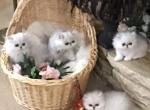 Bella - Persian Kitten For Sale - Golden&comma; CO&comma; US