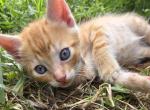 Simba - Domestic Kitten For Sale - 