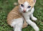 Jack - Domestic Kitten For Sale - 