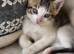 Friskie - Domestic Kitten For Sale - Front Royal&comma; VA&comma; US