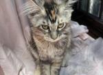 Irene Litter I - Maine Coon Kitten For Sale - Munith&comma; MI&comma; US