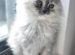 Baby Persian - Persian Kitten For Sale - Miami&comma; FL&comma; US