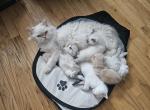 Gorgeous kittens - British Shorthair Kitten For Sale - Brooklyn&comma; NY&comma; US