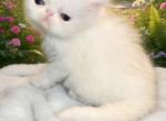 White female persian kitten - Persian Kitten For Sale - Woodburn&comma; IN&comma; US