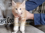 J R - Maine Coon Kitten For Sale - 