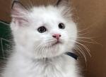 Rare High White Seal Lynx Bicolor - Ragdoll Kitten For Sale - Columbia&comma; MD&comma; US