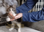 Furby - Maine Coon Kitten For Sale - 
