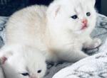 Casper - Scottish Straight Kitten For Sale - 