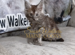 Obsession 2 - Maine Coon Kitten For Sale - 