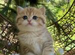 Cutie - British Shorthair Kitten For Sale - Vancouver&comma; WA&comma; US