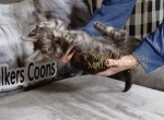 Obsession 1 - Maine Coon Kitten For Sale - NY&comma; US