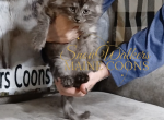 Hela - Maine Coon Kitten For Sale - NY&comma; US