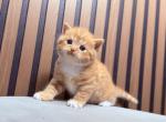 Scottish Straight Male Garfield - Scottish Straight Kitten For Sale - Orlando&comma; FL&comma; US