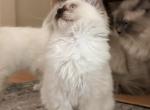 Star - Ragdoll Kitten For Sale - 