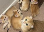 Melody - Scottish Straight Kitten For Sale - Burlington&comma; MA&comma; US