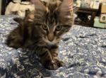 Lilith litter - Maine Coon Kitten For Sale - Va Bch&comma; VA&comma; US