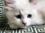 Blue Bicolor - Ragdoll Kitten For Sale - Columbia&comma; MD&comma; US