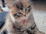 Ernie - Maine Coon Kitten For Sale - Mundelein&comma; IL&comma; US