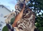 Missy Bengal kittens - Bengal Kitten For Sale - Holbrook&comma; NY&comma; US