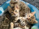 Golden Rosette Litter - Bengal Kitten For Sale - Brooklyn&comma; NY&comma; US