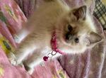 Pink - Ragdoll Kitten For Sale - New York&comma; NY&comma; US