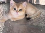 Lolipop - British Shorthair Kitten For Sale - San Diego&comma; CA&comma; US