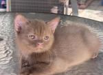 Orlando - British Shorthair Kitten For Sale - San Diego&comma; CA&comma; US