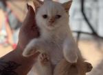 Odrey - British Shorthair Kitten For Sale - 