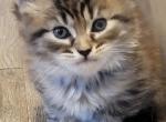 Burt 26 toe polydactyl - Maine Coon Cat For Sale - 