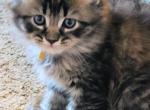 Trixie  twenty six toe polydactyl - Maine Coon Kitten For Sale - Mundelein&comma; IL&comma; US