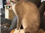 Jazzys baby darling - Manx Kitten For Sale