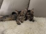 Available for rehoming - American Bobtail Kitten For Sale - Agawam&comma; MA&comma; US