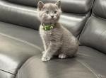 Stormy - Russian Blue Kitten For Sale - Oak Lawn&comma; IL&comma; US